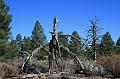 20081025 Grand Canyon 018